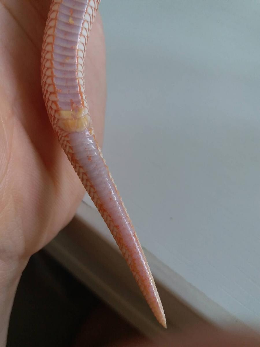 albino conda