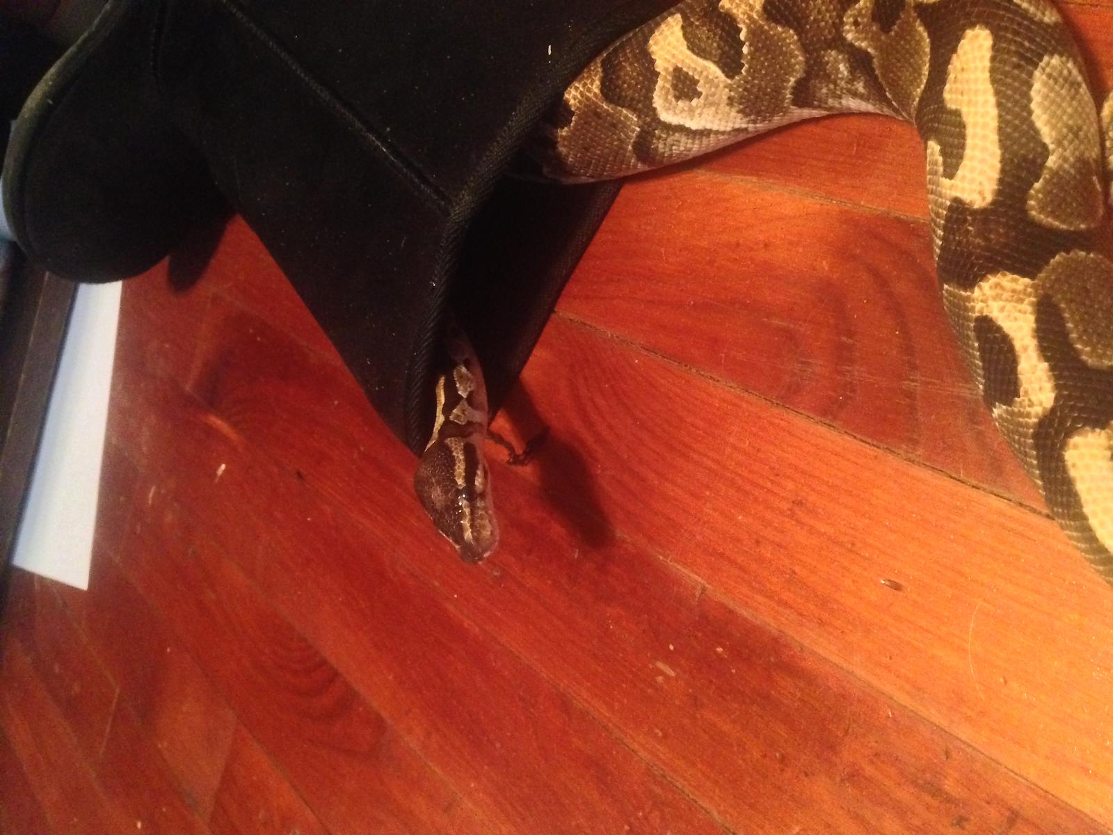 There's a snake in me boot