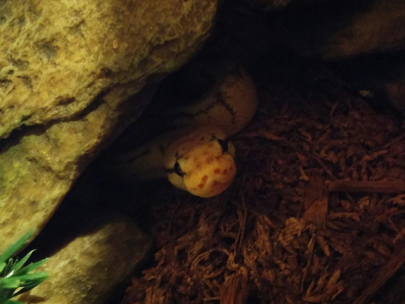 Delilah