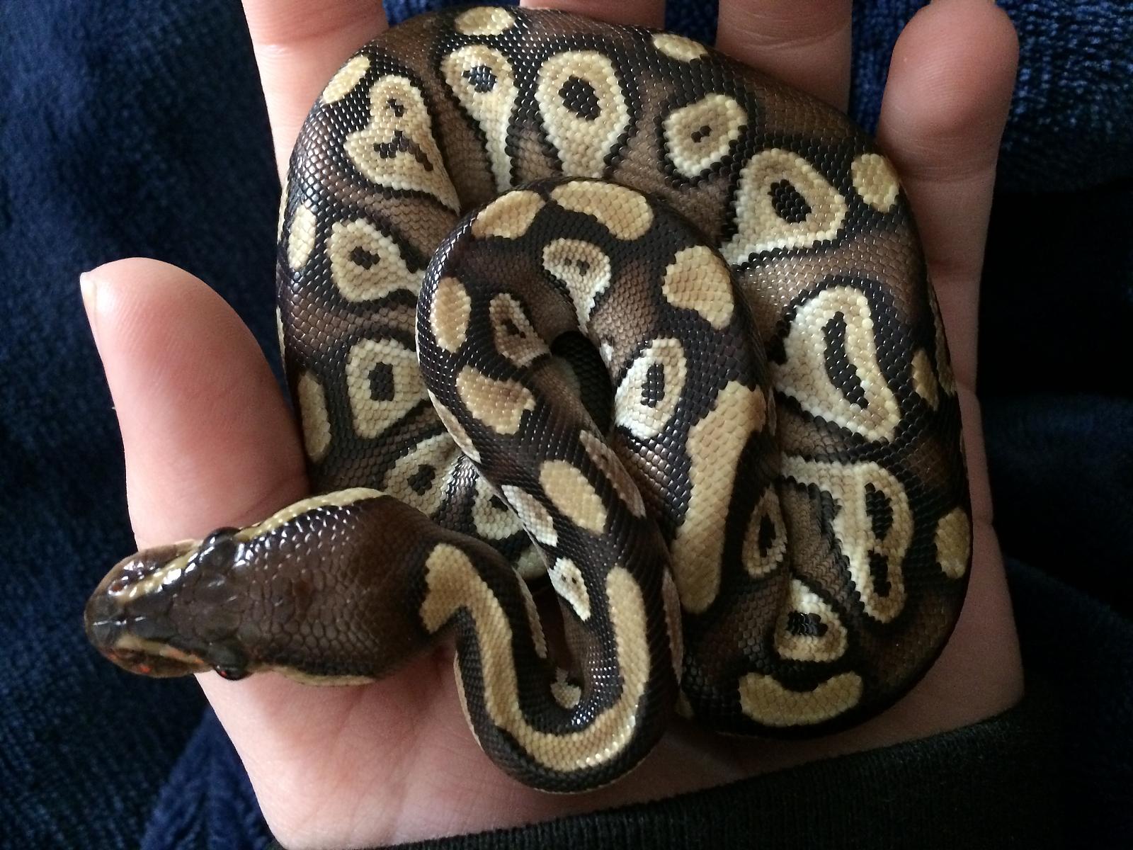 Heathen the ball python