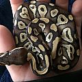 Heathen the ball python