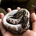 Heathen the ball python