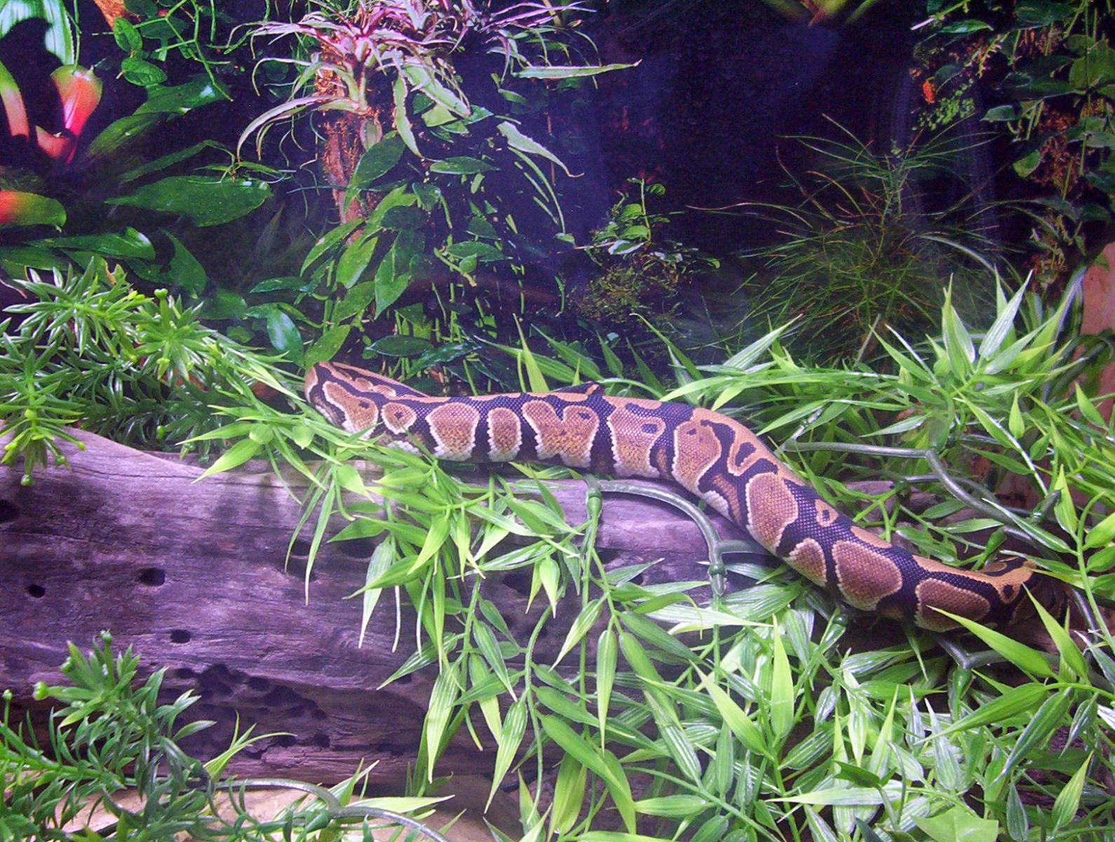 malakai