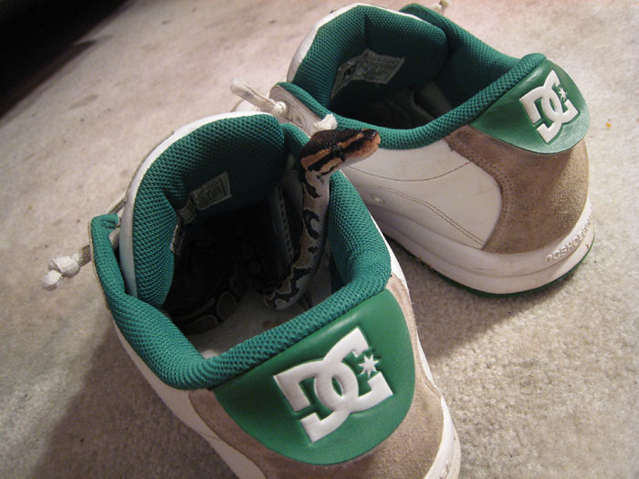 Snakes love skate shoes