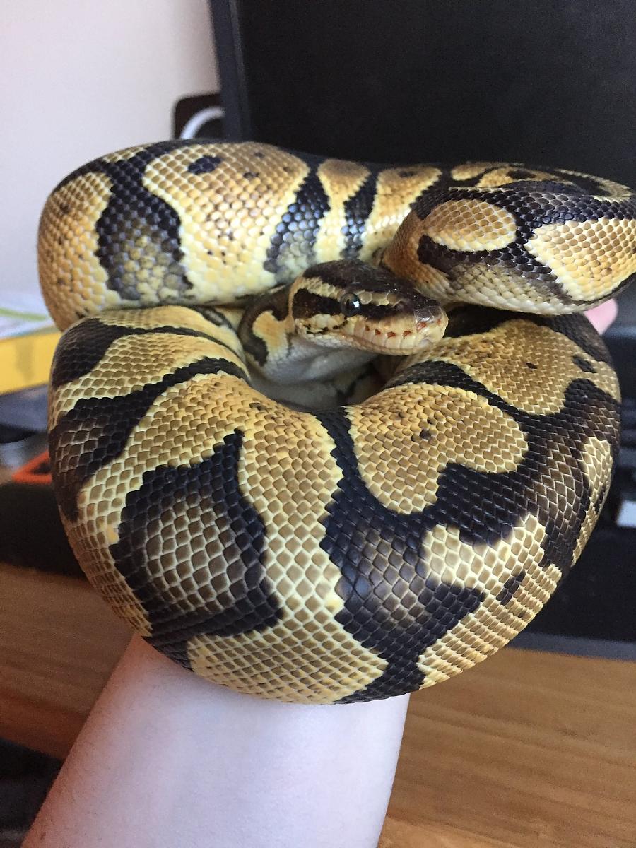 My Sneks!