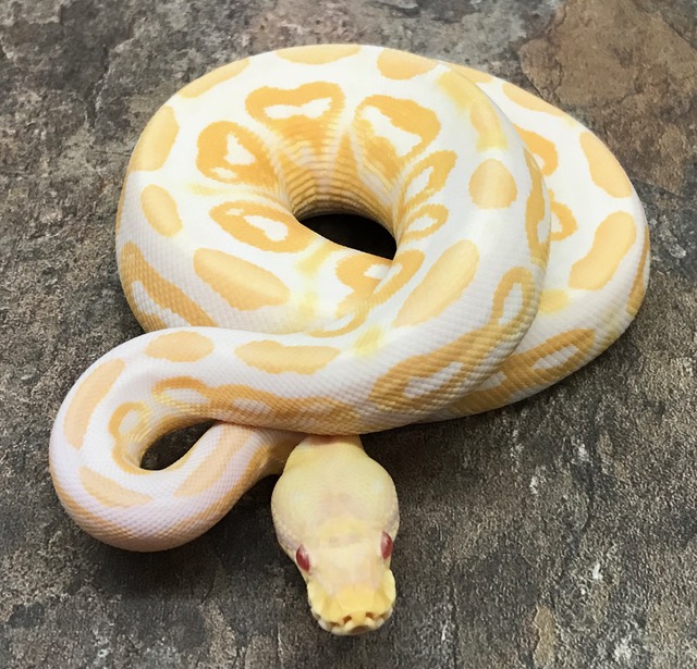 Mouse's sweet angel face