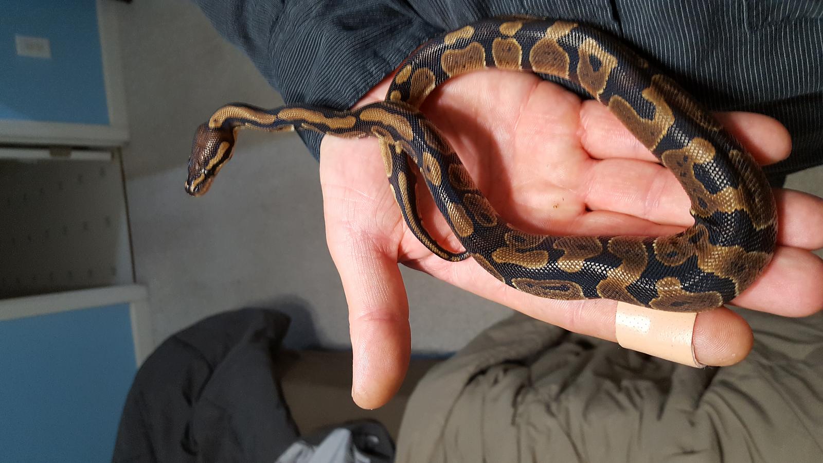 Lucille Ball Python