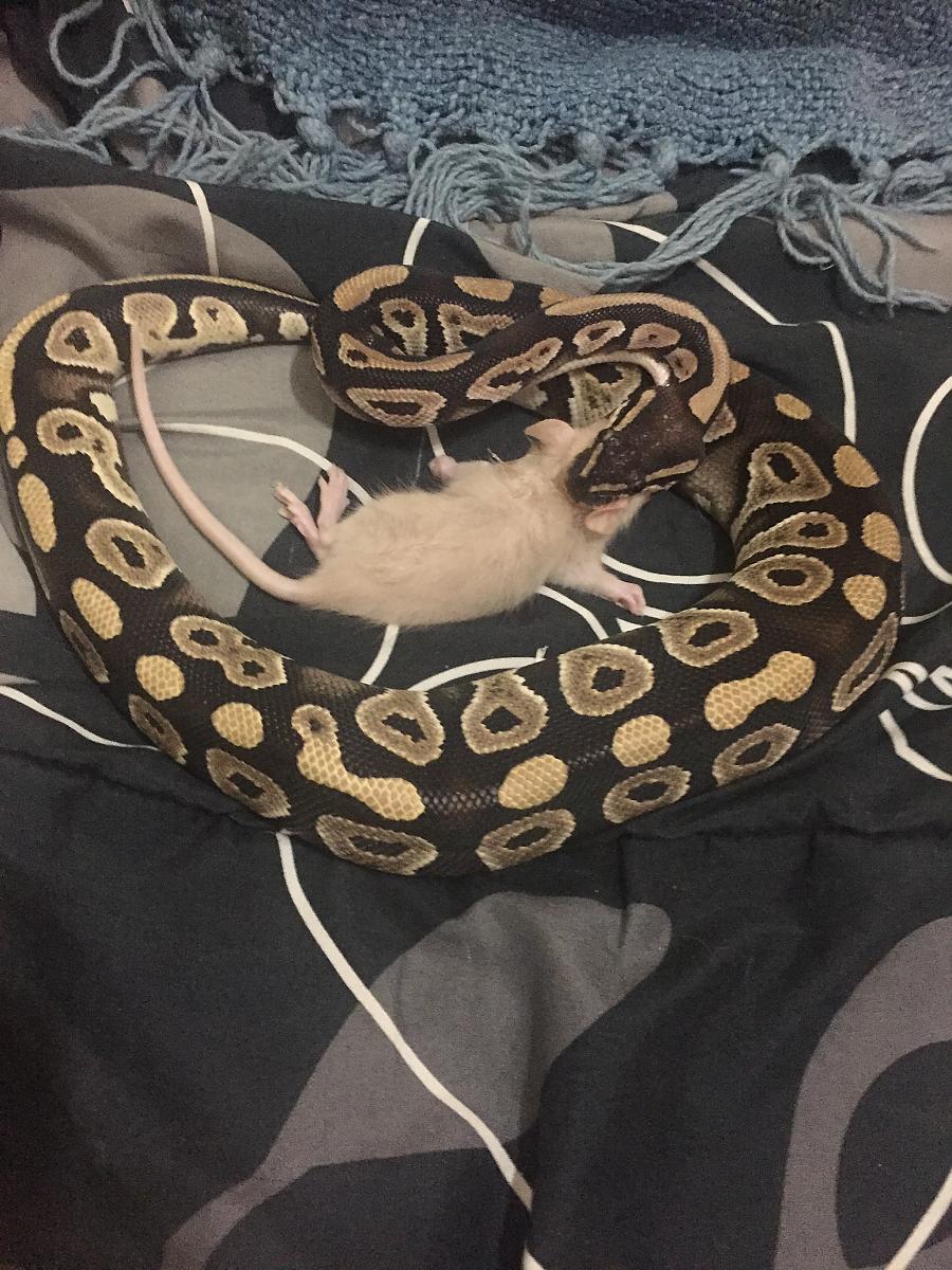 Dinner