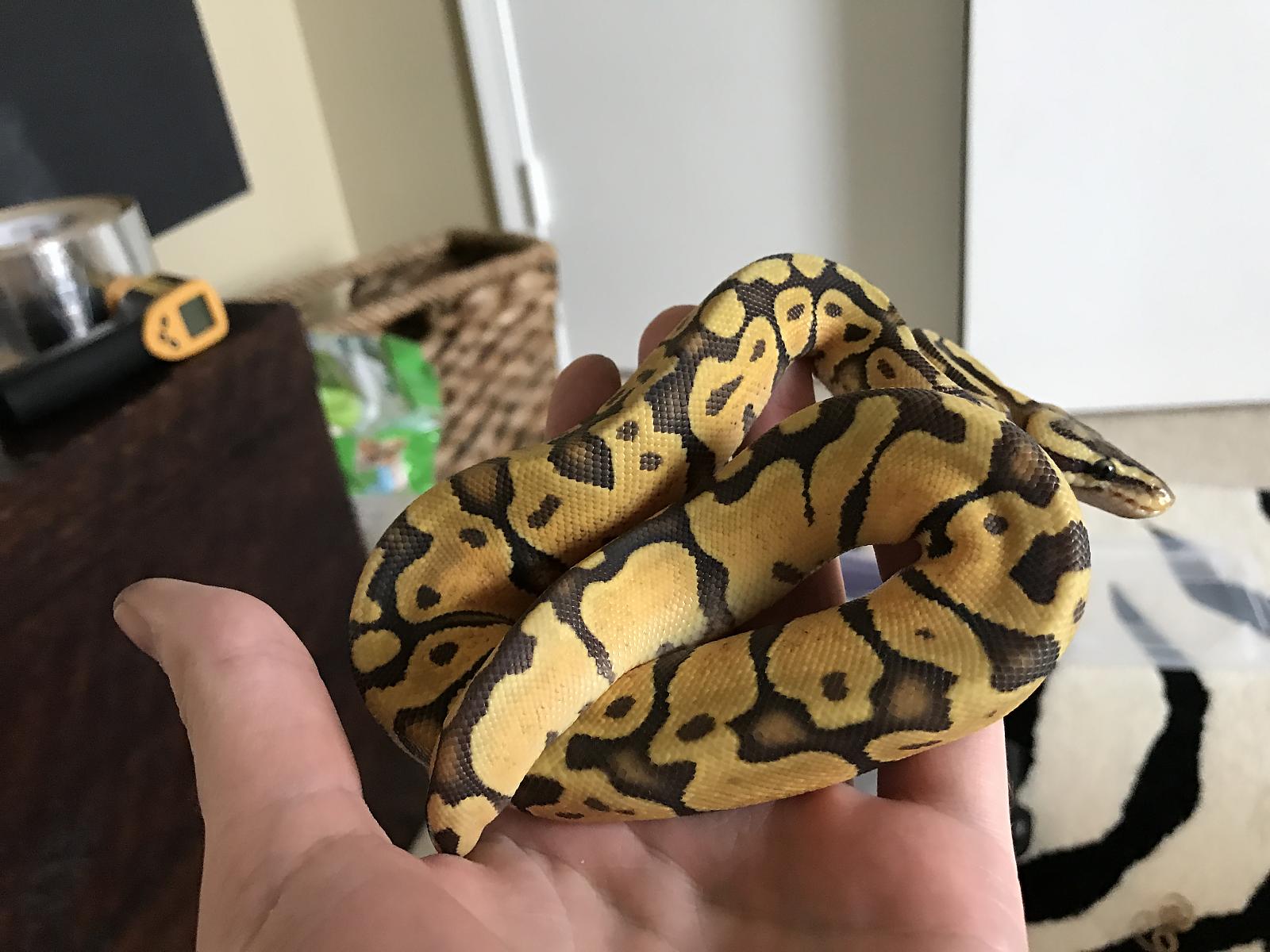 Goldie Day 1 Pictures