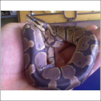 Yellow Belly