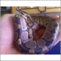 Yellow Belly