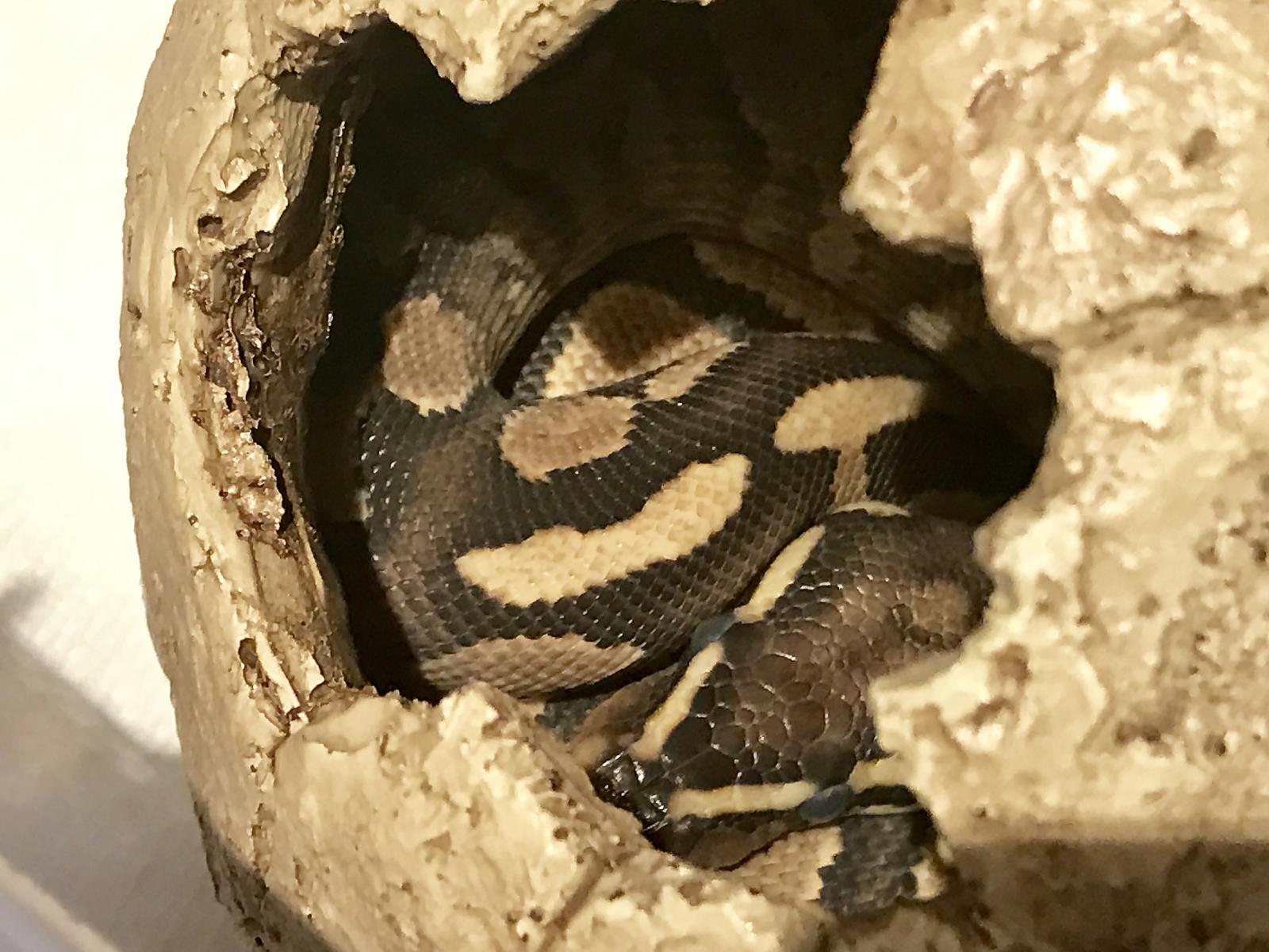 Starting to shed