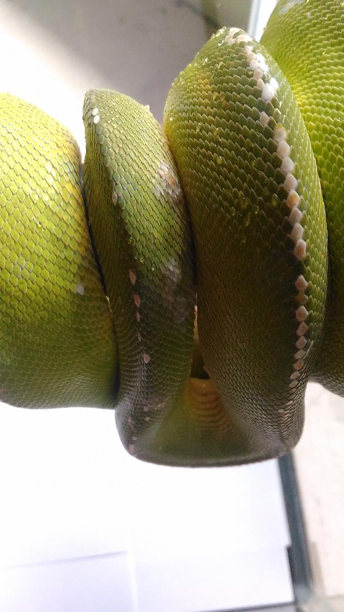 GTP's skin problem