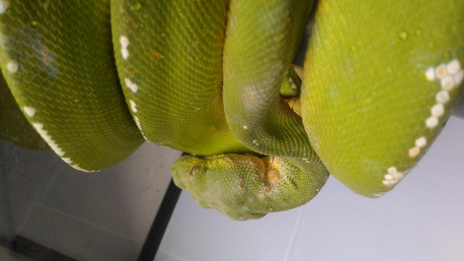 GTP's skin problem