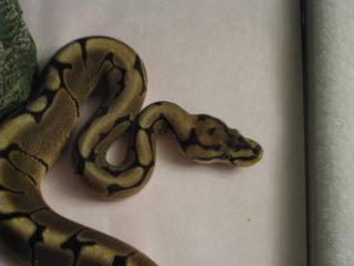 My Snakes