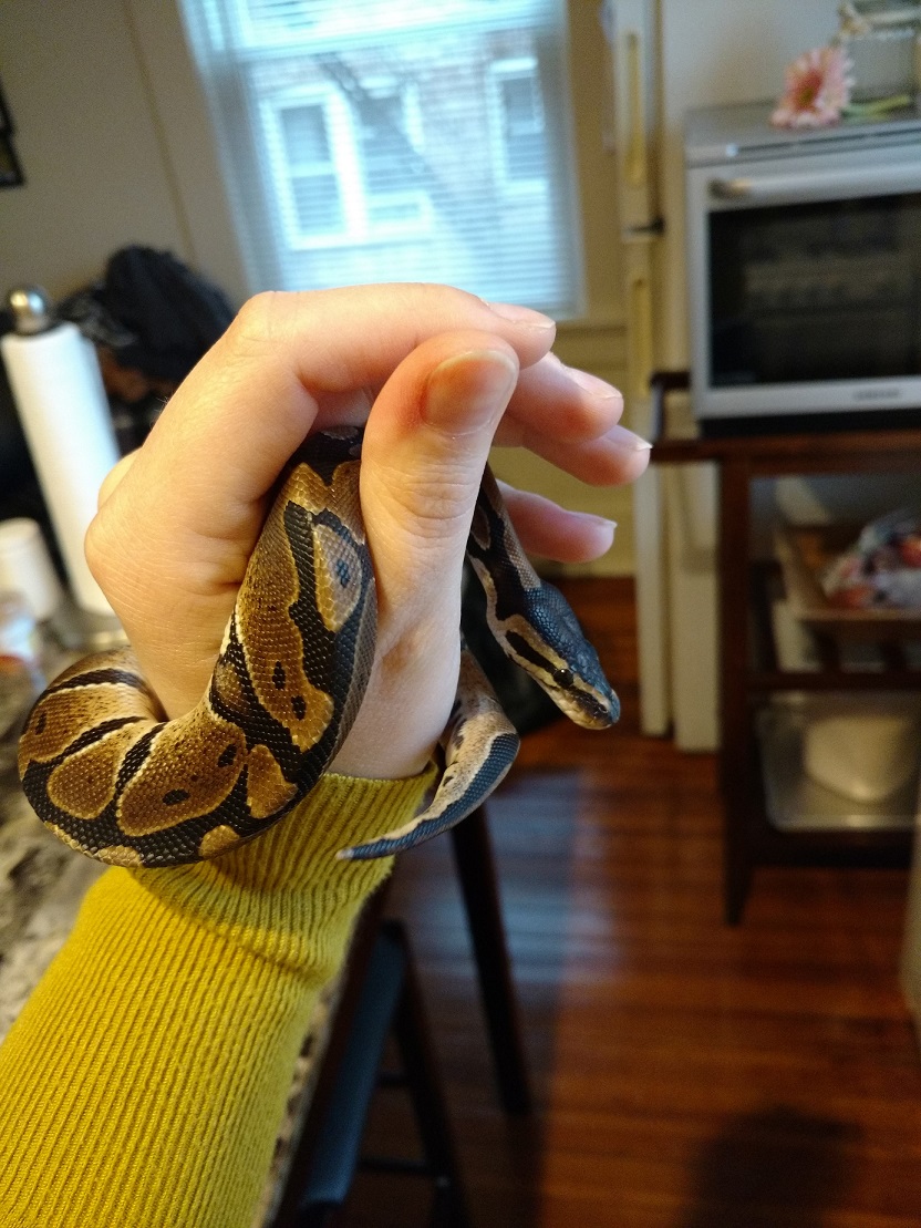 4 Months old Ball Python