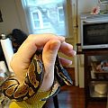 4 Months old Ball Python
