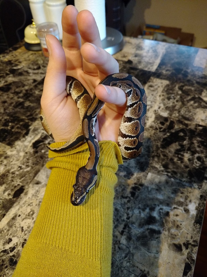 4 Months old Ball Python