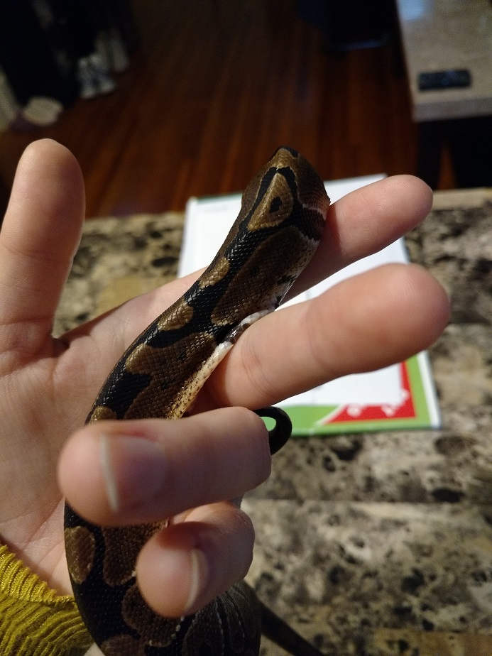 4 Months old Ball Python