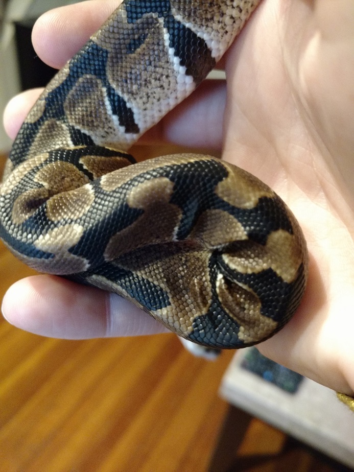 4 Months old Ball Python