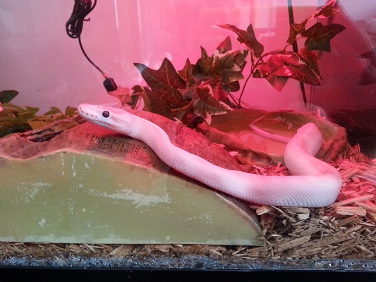 Bb ivory ball