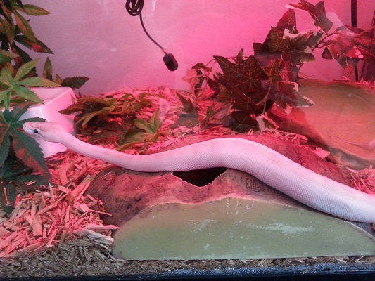 Bb ivory ball