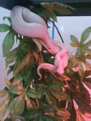 Bb ivory ball