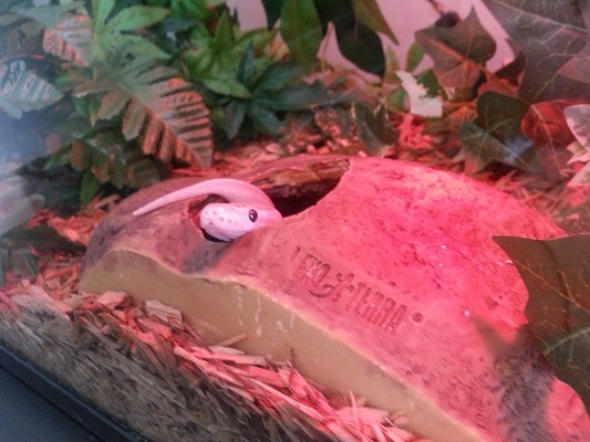 Bb ivory ball