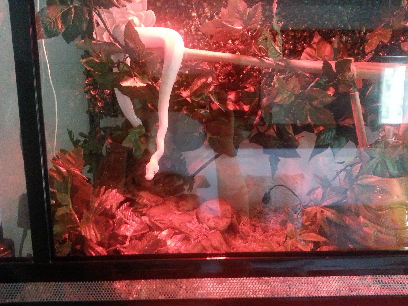 basking