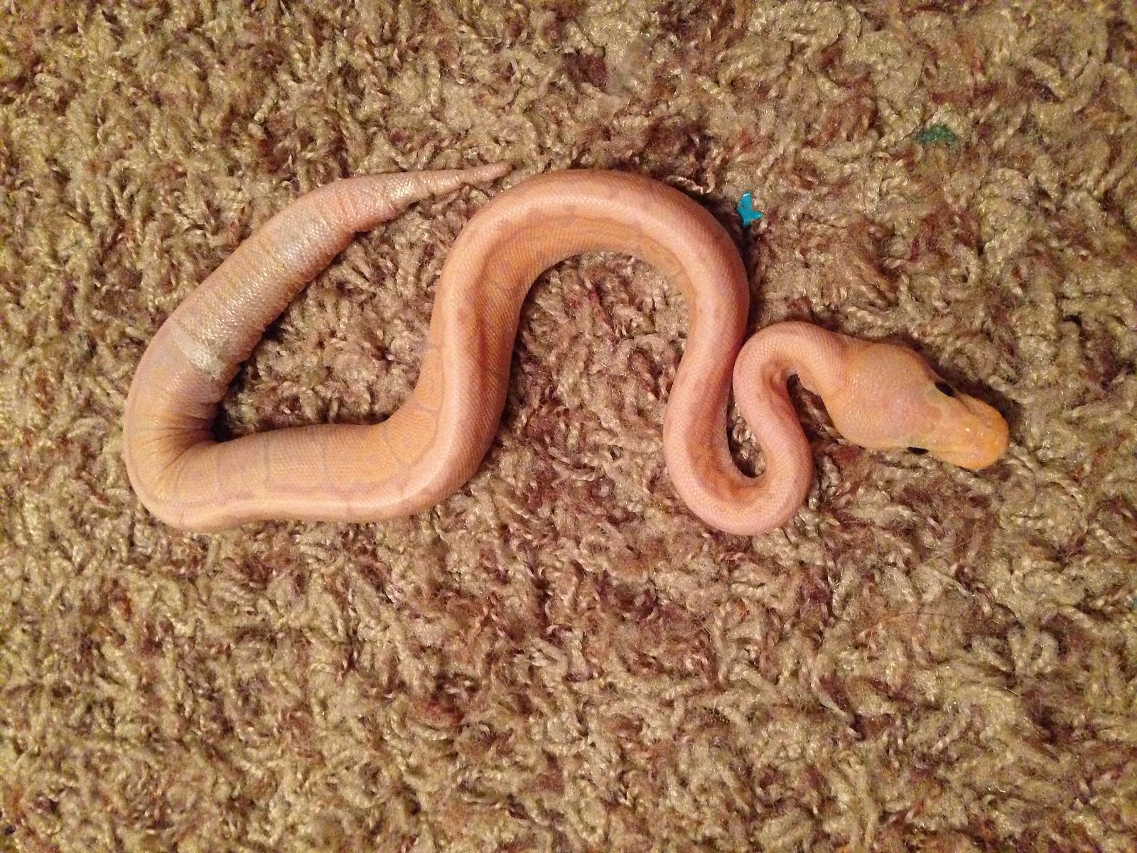 My First Snake