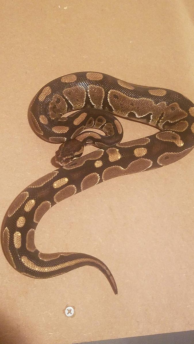 Normal female