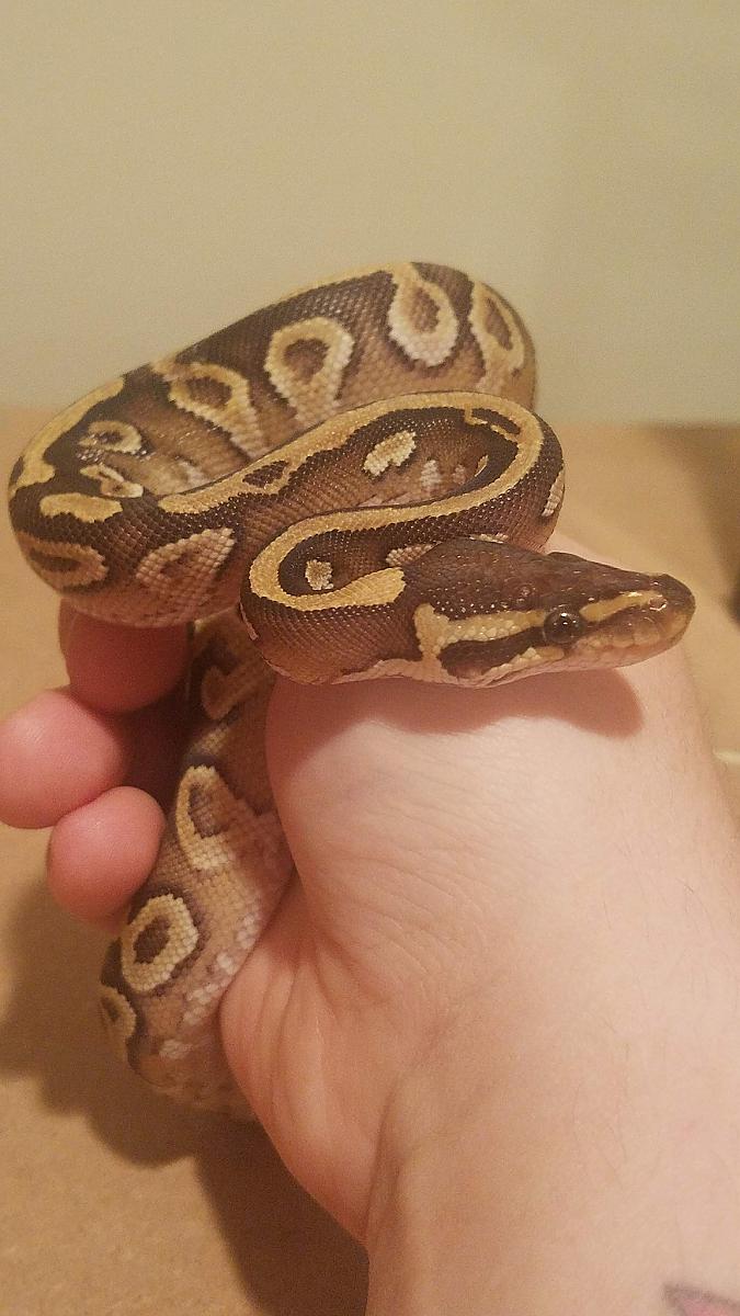 Mojave yellowbelly male
