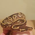 Mojave yellowbelly male