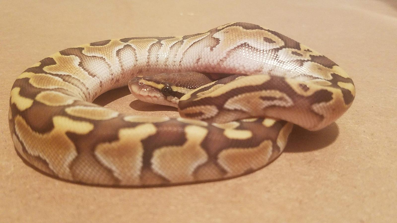 Lesser female
