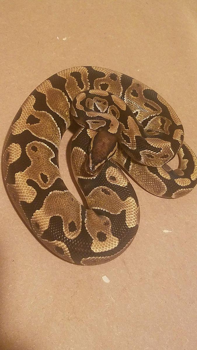 Yellowbelly male