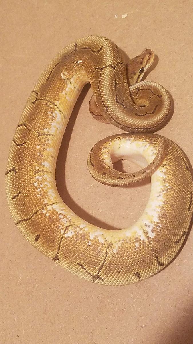Enchi spinner male