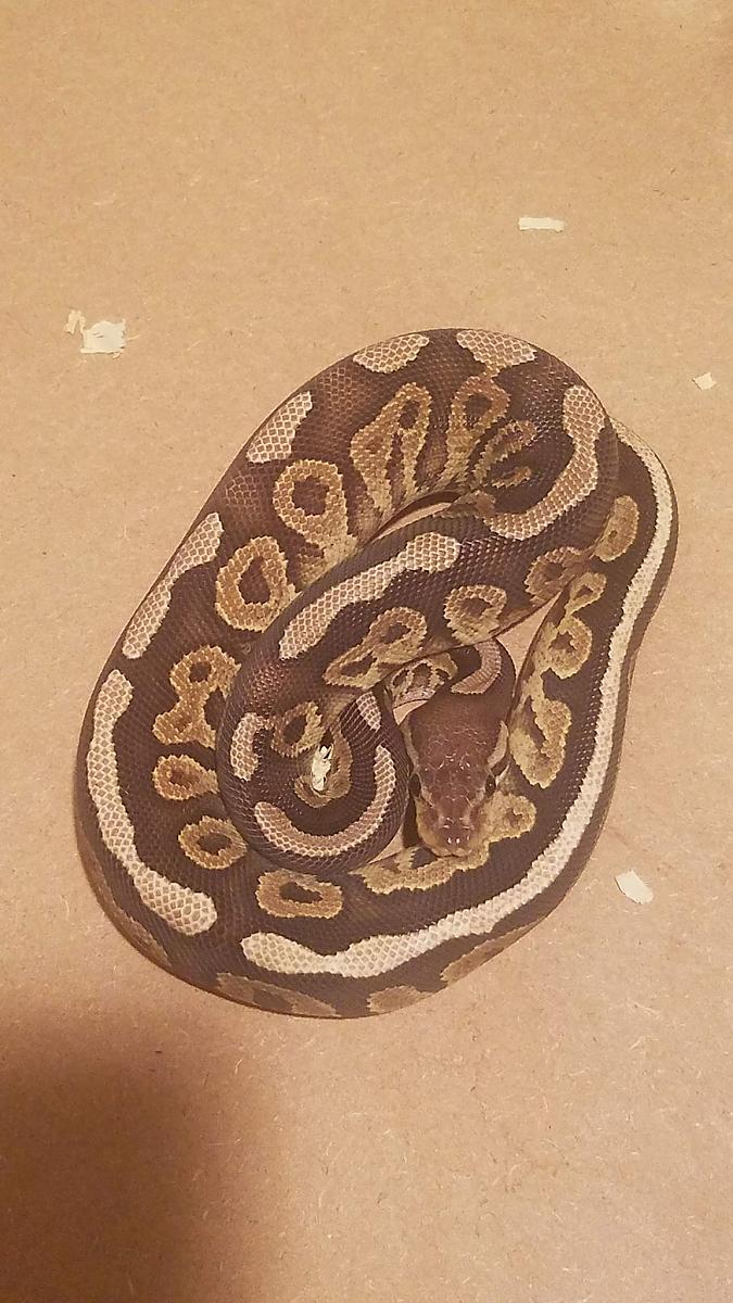 Fire cinnamon male
