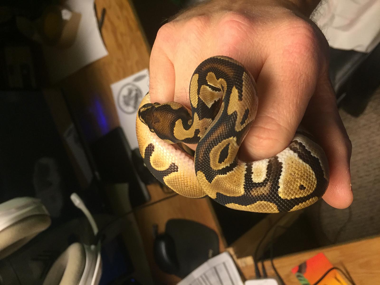 Nagini