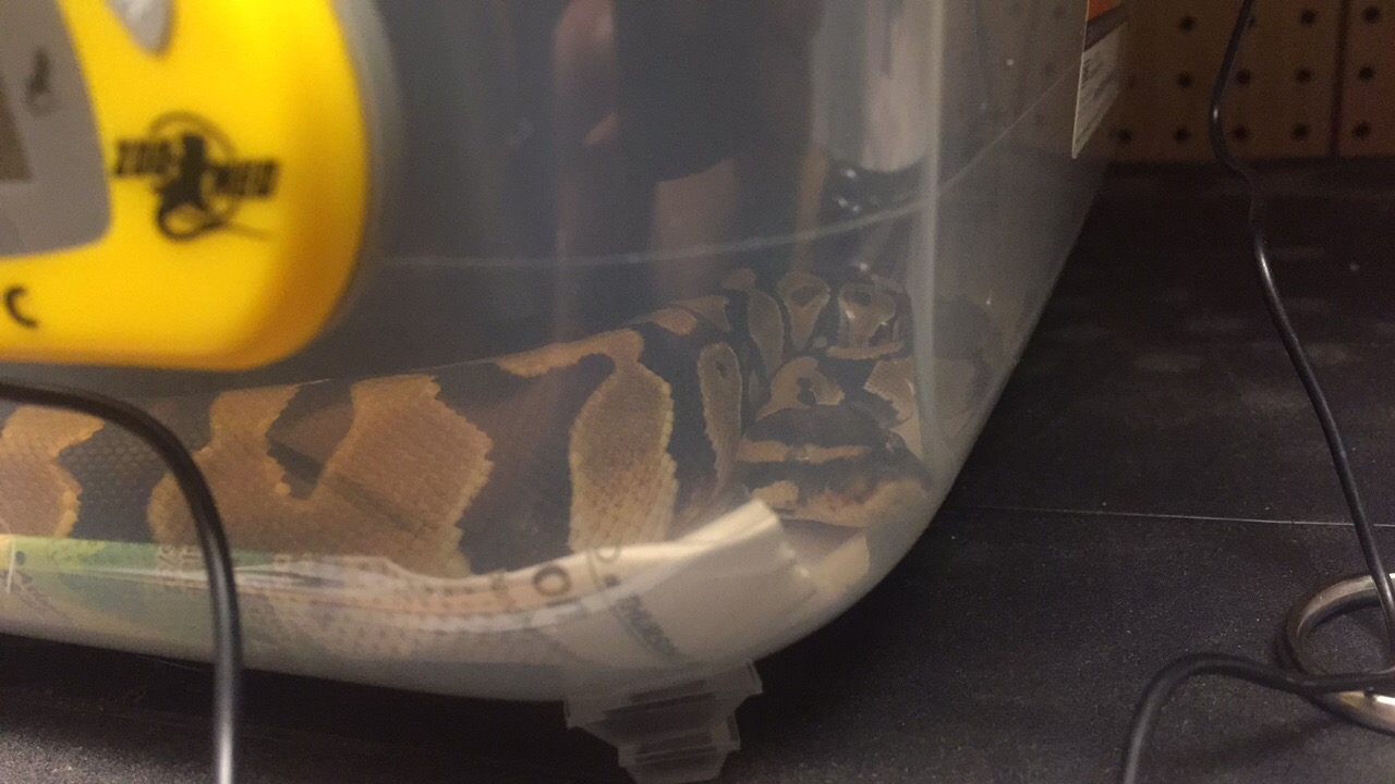 Nagini