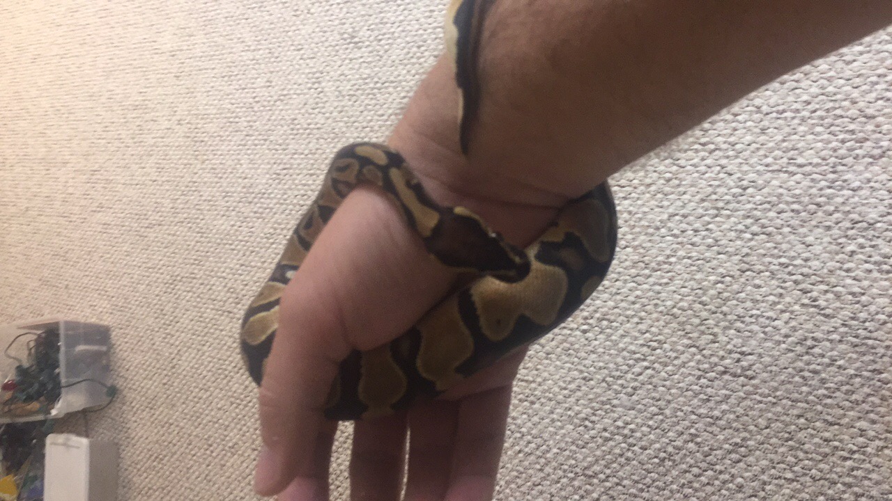 Nagini