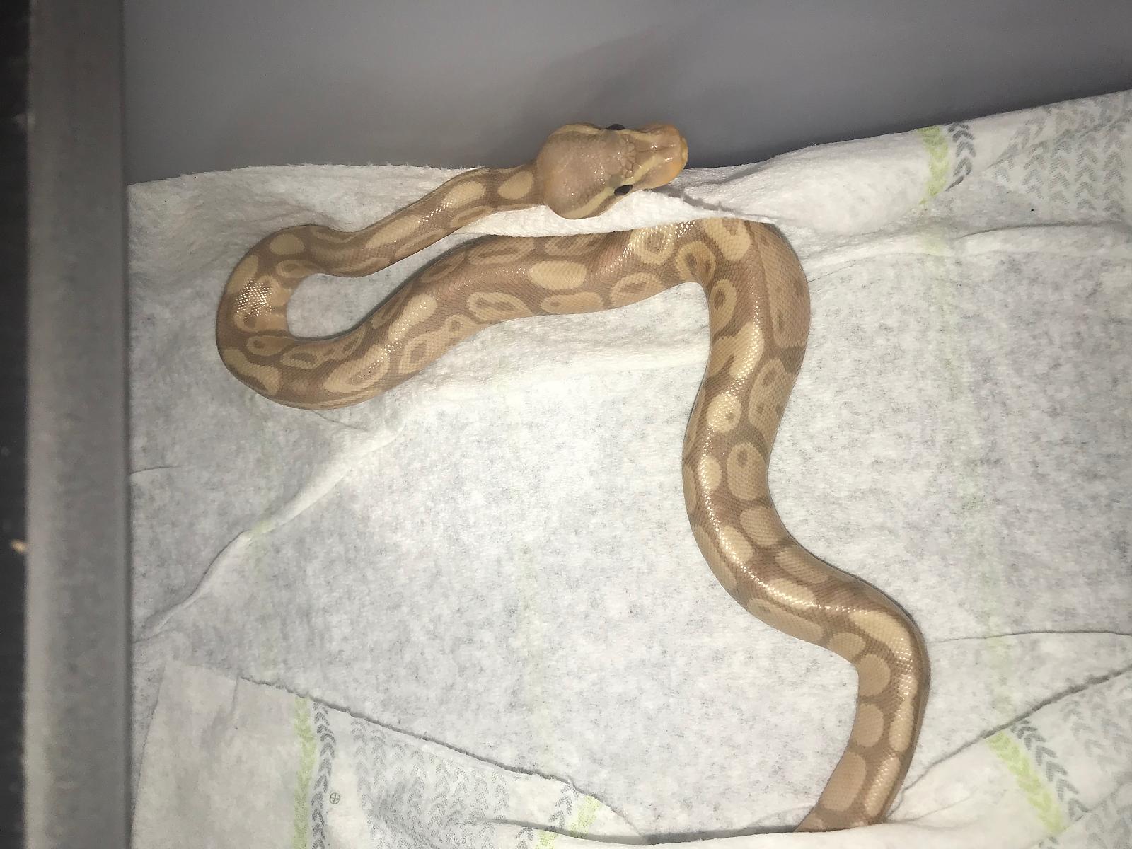 Banana 2