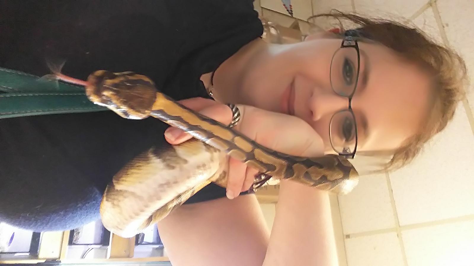 Female ball python