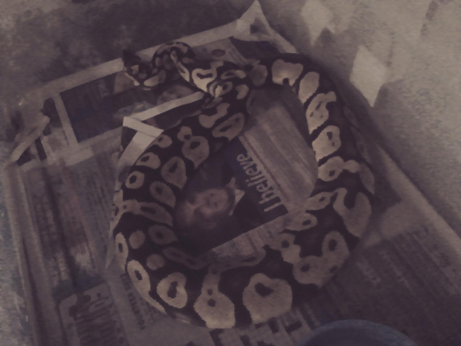 Snake breeding
