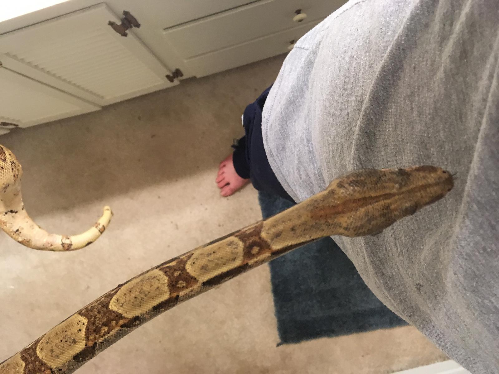 Red Tail Boa