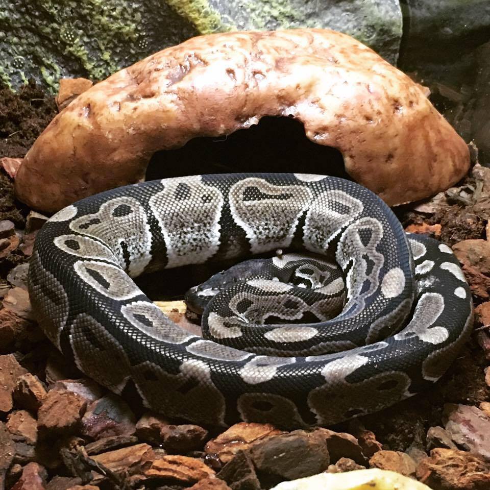 New baby royal python