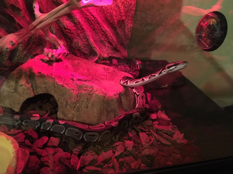 New baby royal python