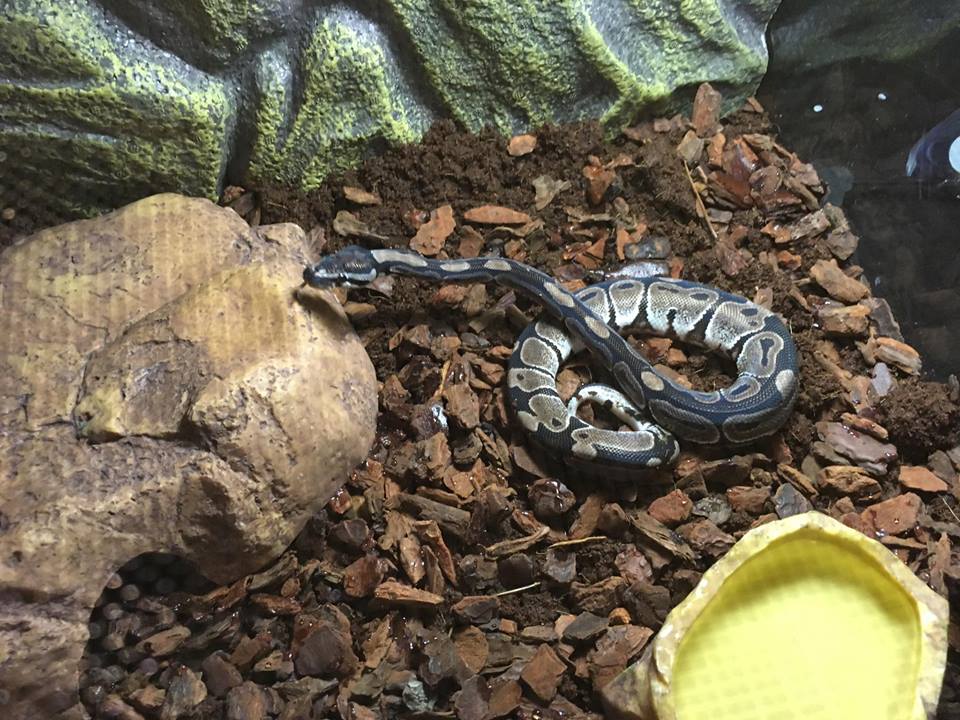 New baby royal python