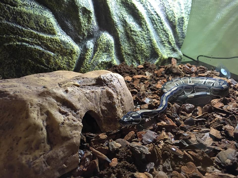 New baby royal python