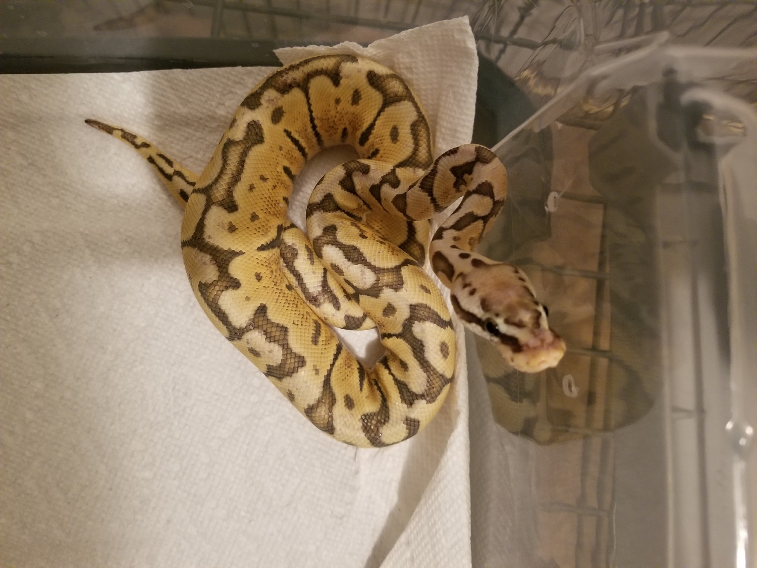 Ghost Hidden Gene Woma Pastel male