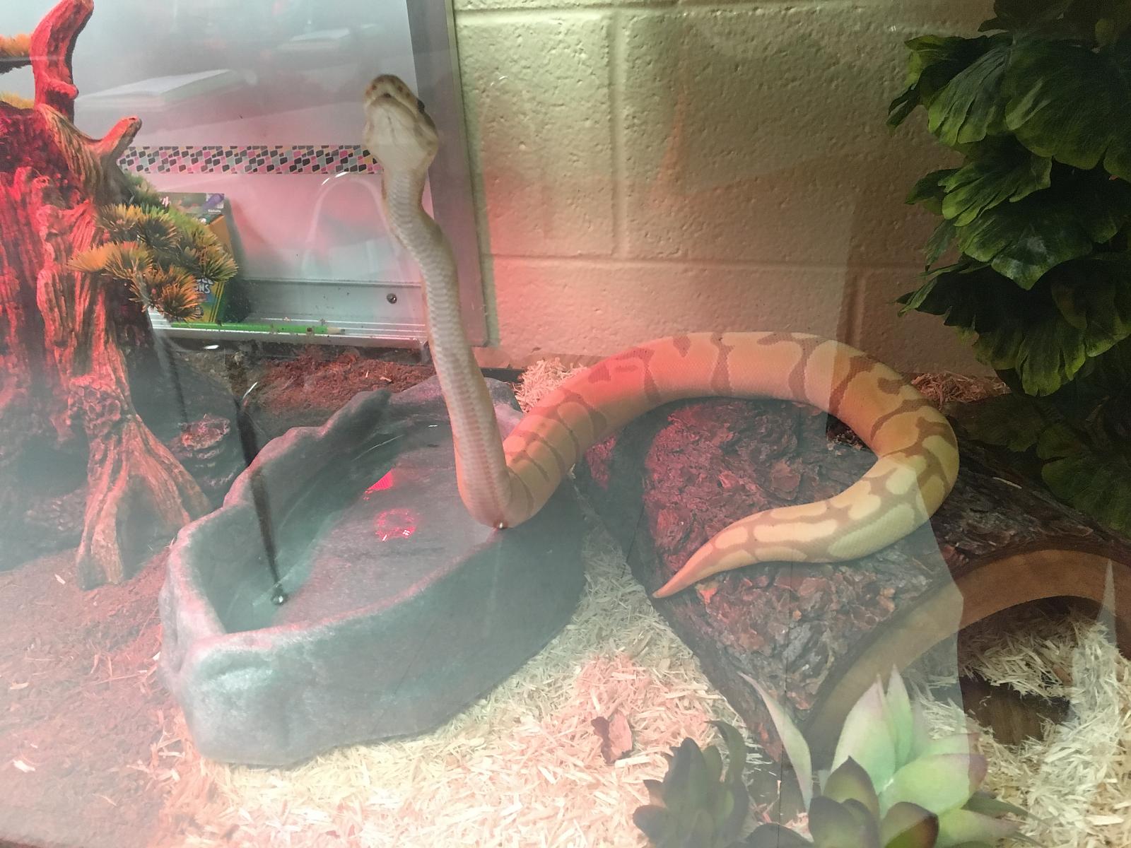 Azreal stretch!